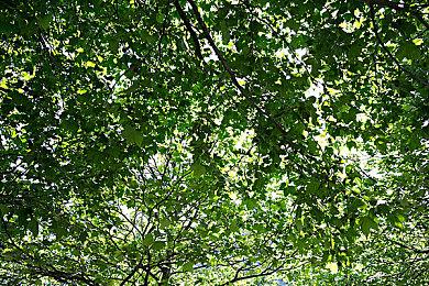 SE《圣剑传说》手游《Echoes of Mana》新视频